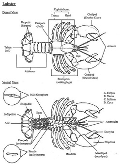 American Lobster - Tbr's Muscles